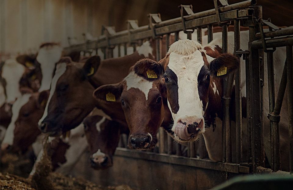 animal feed sodium bicarbonate_1